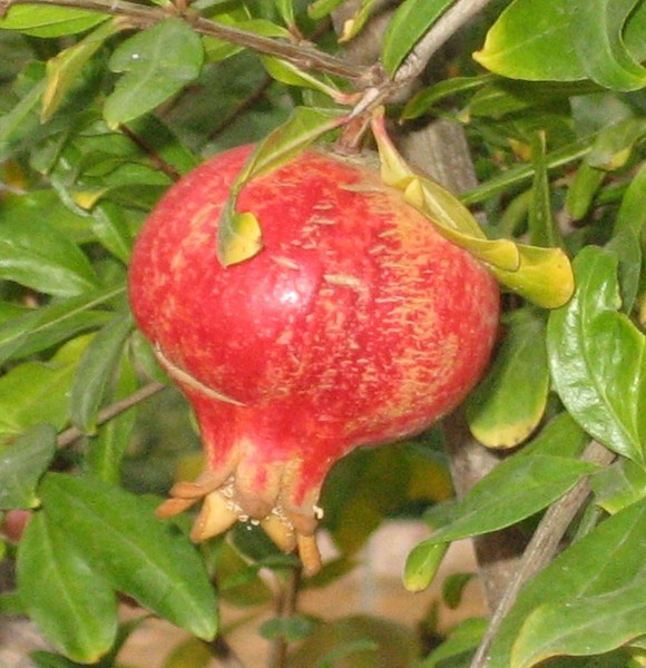 Projekt  2007